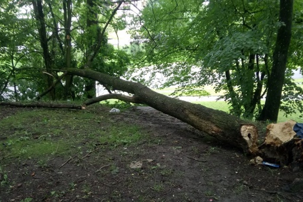 Usuwanie skutków nawałnicy