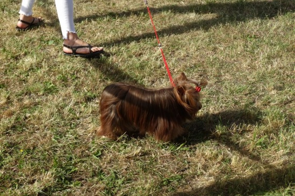 Piknik Rodzinny z okazji Dnia Dziecka