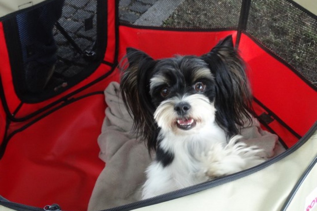 Piknik Rodzinny z okazji Dnia Dziecka