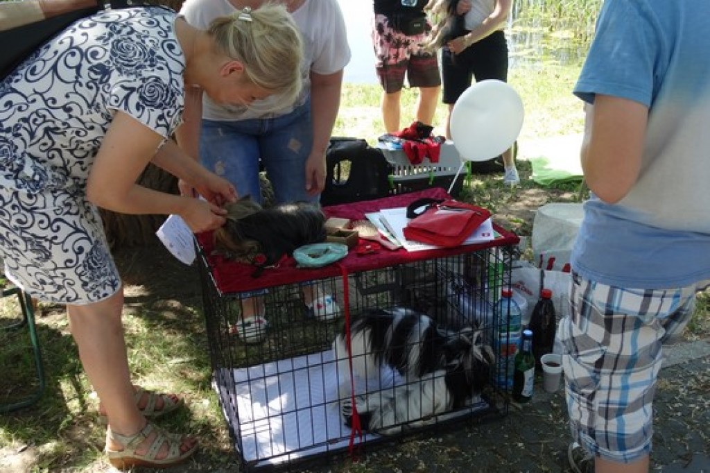 Krajowa Wystawa Psów