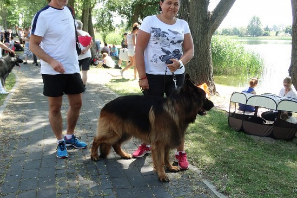 Krajowa Wystawa Psów