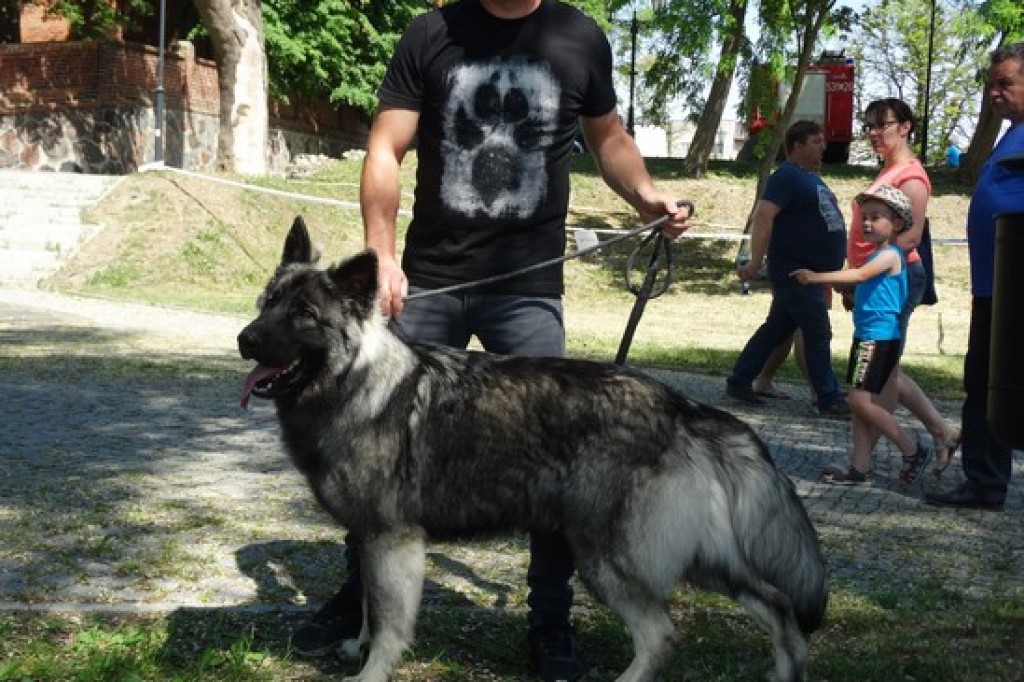 Krajowa Wystawa Psów