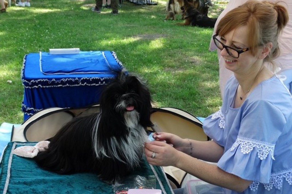 Krajowa Wystawa Psów