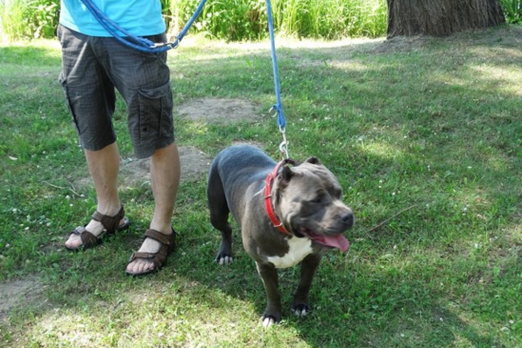 Krajowa Wystawa Psów