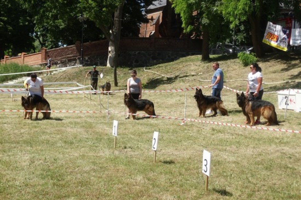 Krajowa Wystawa Psów