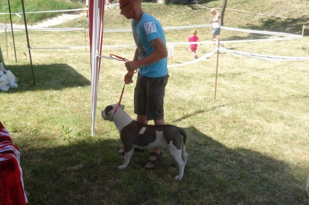 Krajowa Wystawa Psów