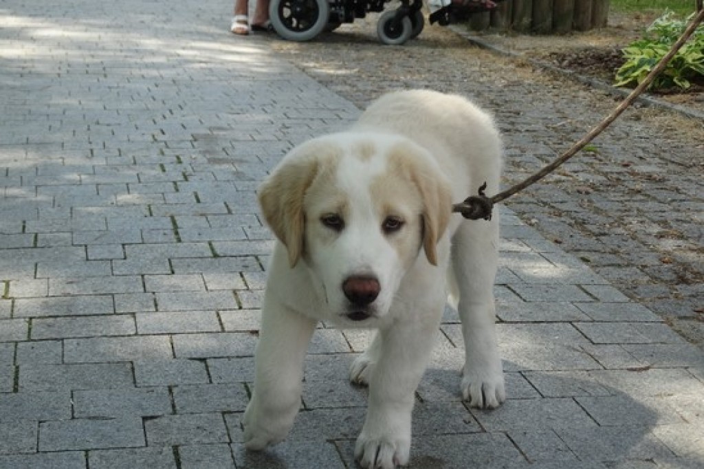 Krajowa Wystawa Psów