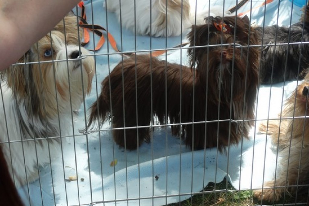 Krajowa Wystawa Psów