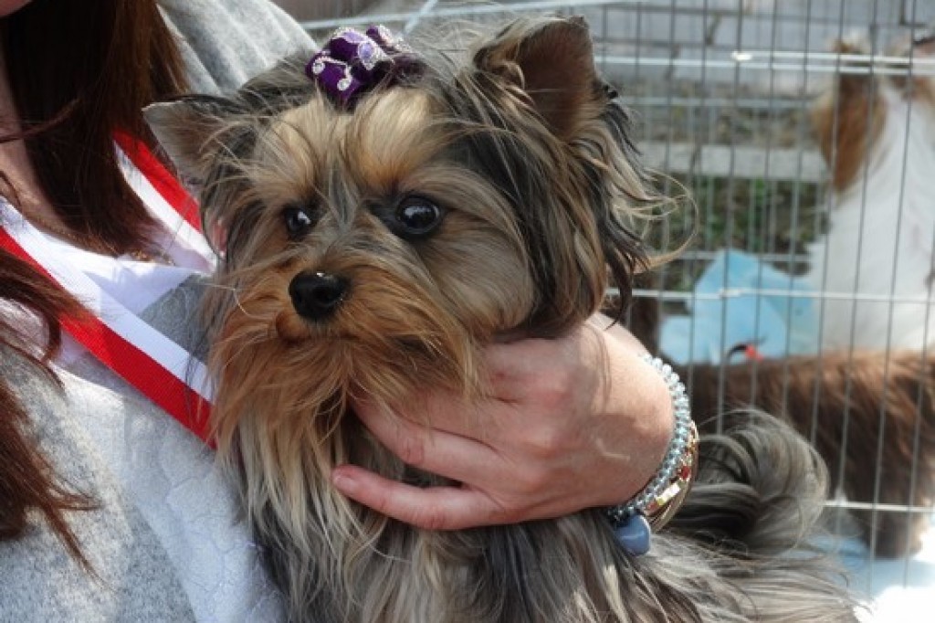 Krajowa Wystawa Psów