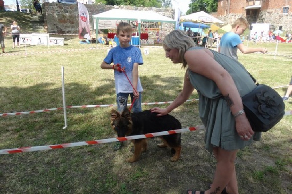 Krajowa Wystawa Psów