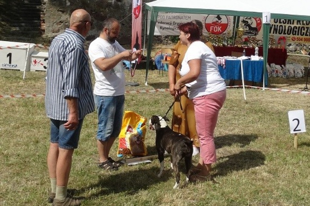 Krajowa Wystawa Psów
