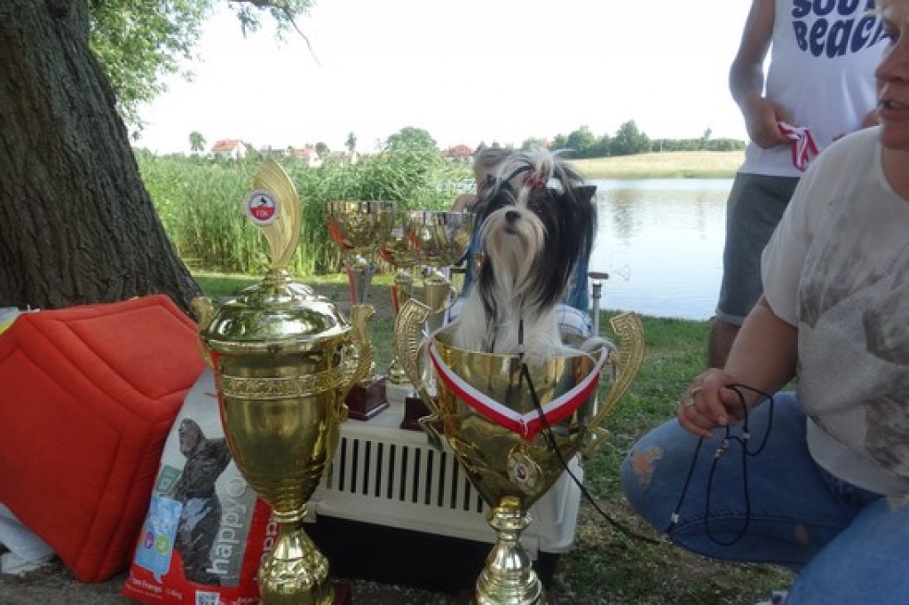 Krajowa Wystawa Psów