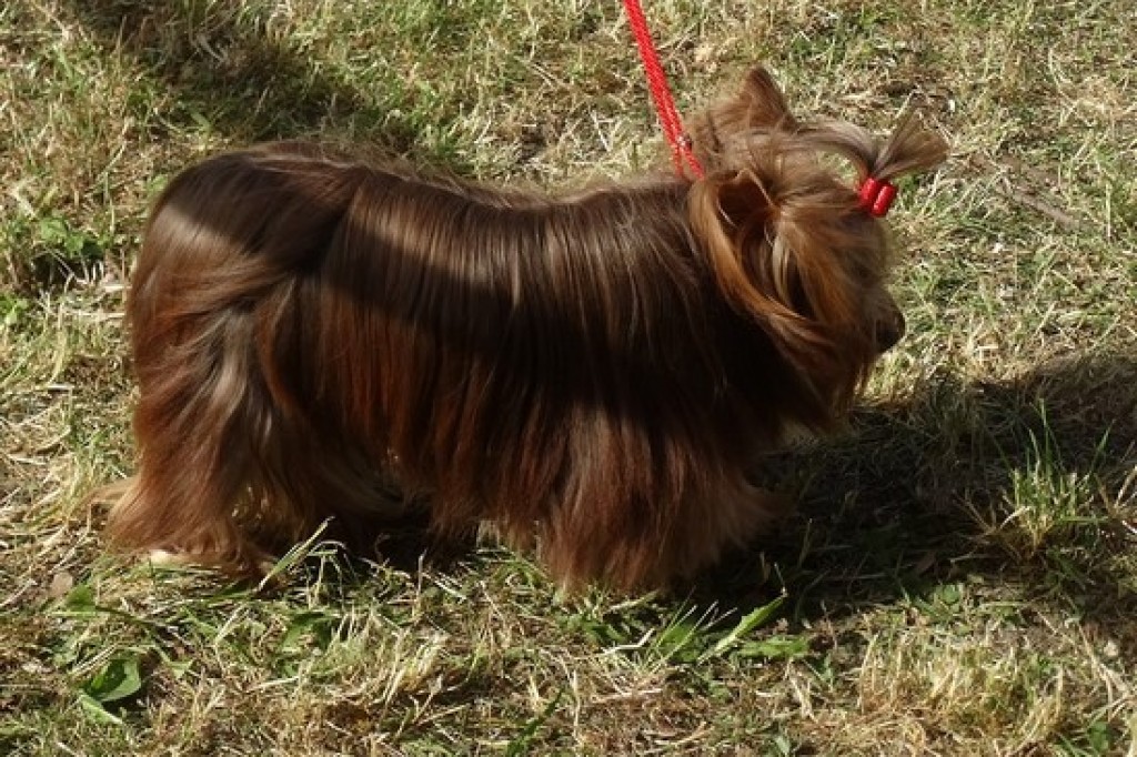 Krajowa Wystawa Psów