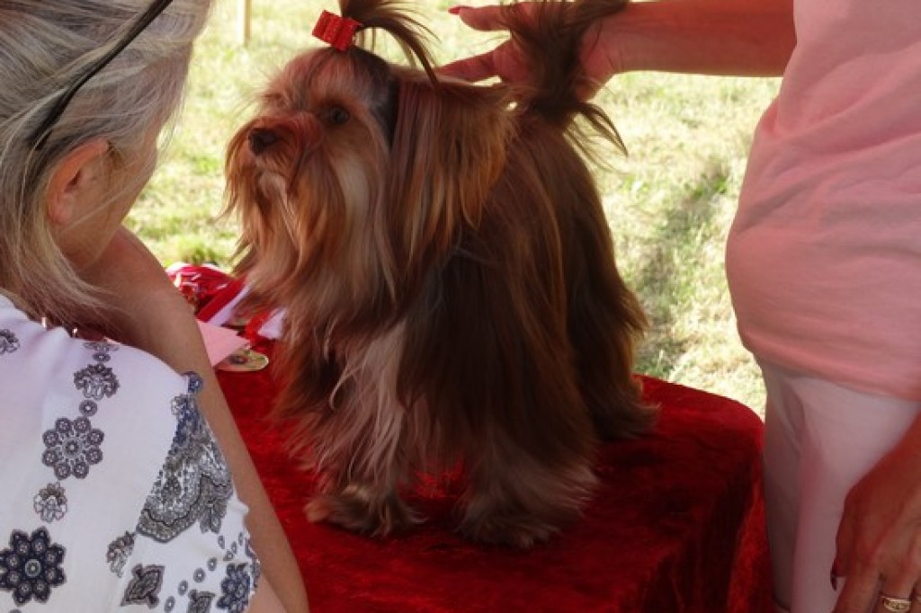 Krajowa Wystawa Psów