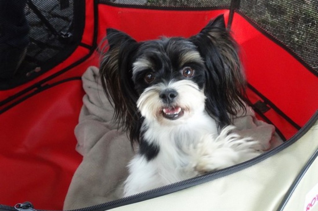 Krajowa Wystawa Psów