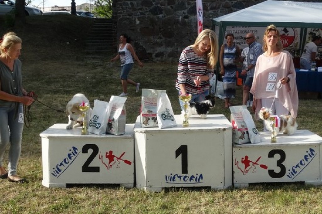 Krajowa Wystawa Psów