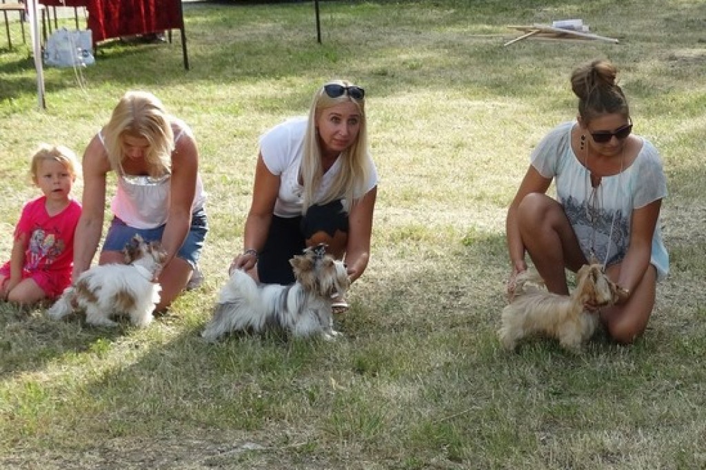 Krajowa Wystawa Psów