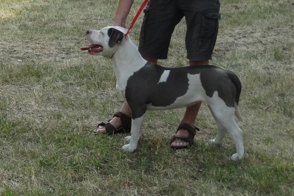 Krajowa Wystawa Psów