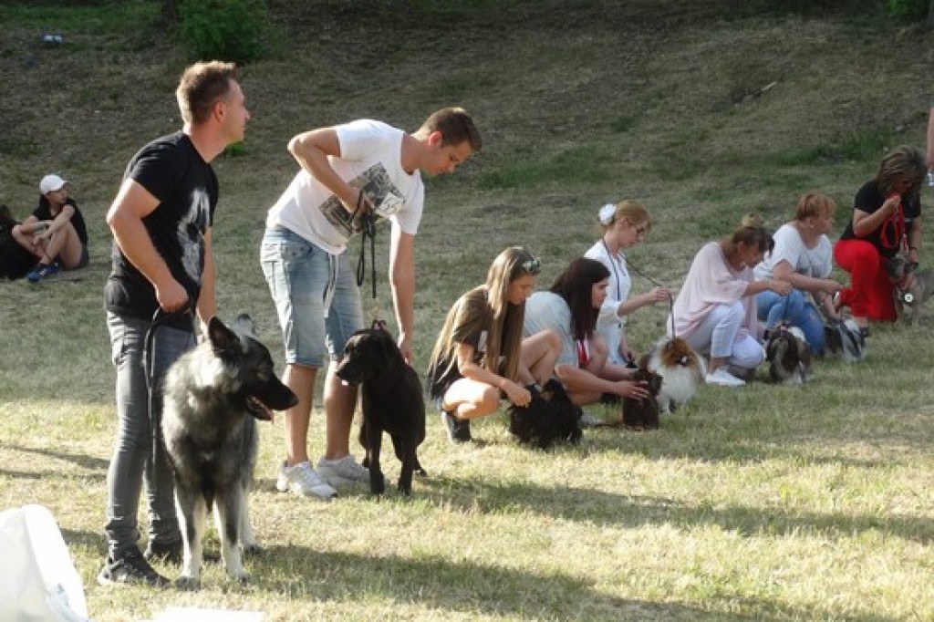 Krajowa Wystawa Psów