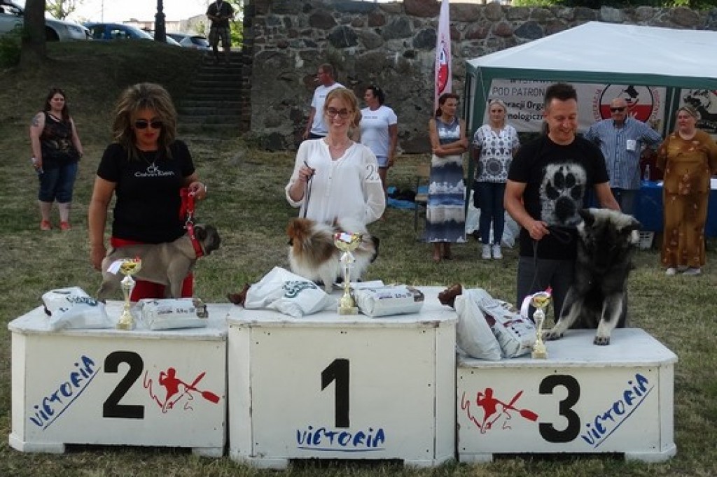 Krajowa Wystawa Psów