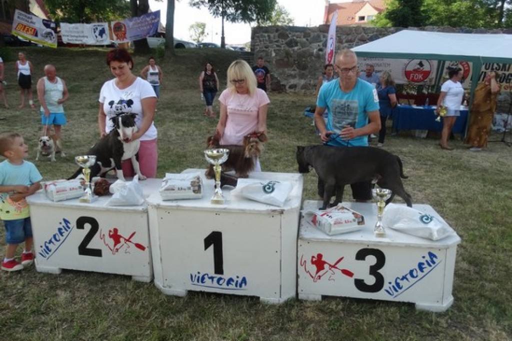 Krajowa Wystawa Psów