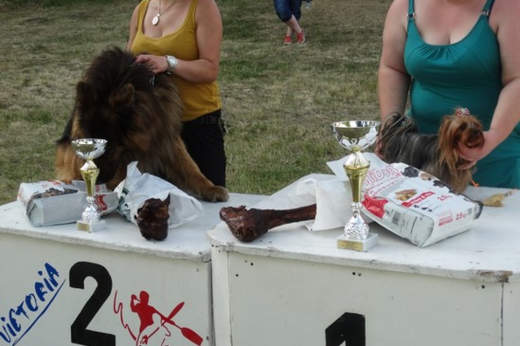 Krajowa Wystawa Psów