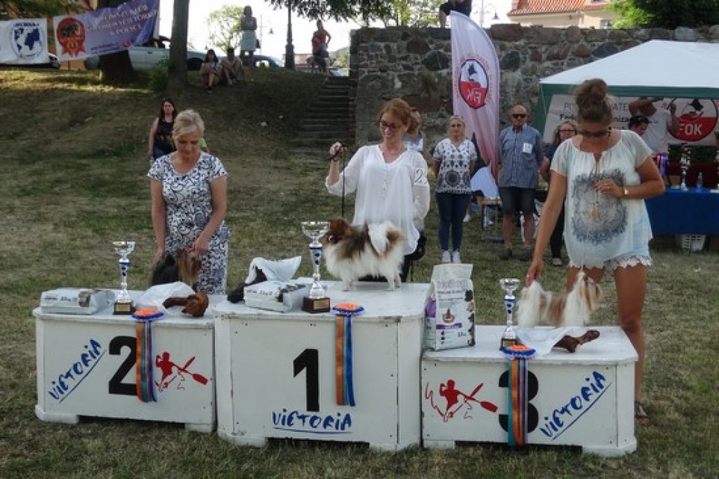 Krajowa Wystawa Psów