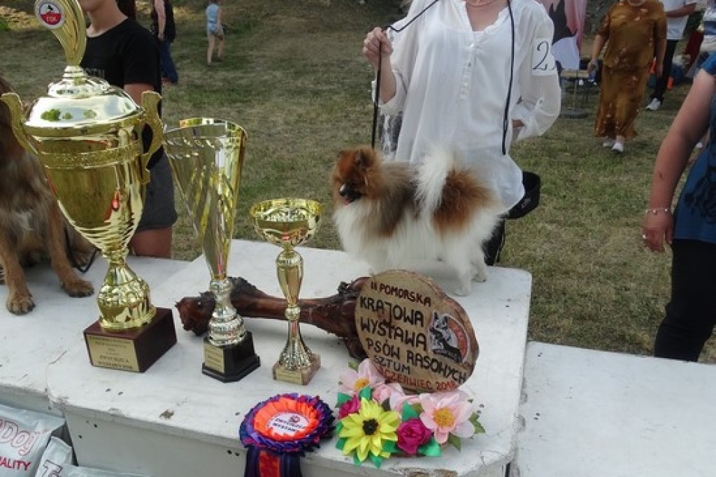 Krajowa Wystawa Psów