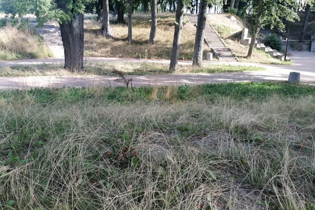 Park a może już śmietnisko?