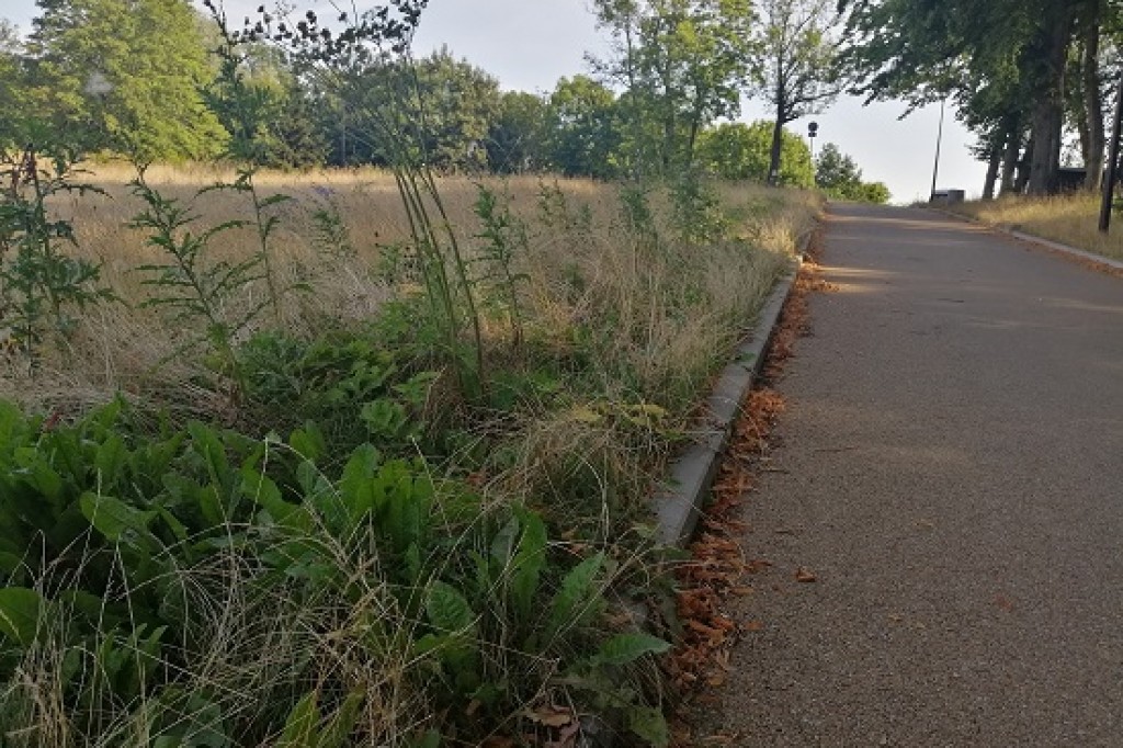 Park a może już śmietnisko?