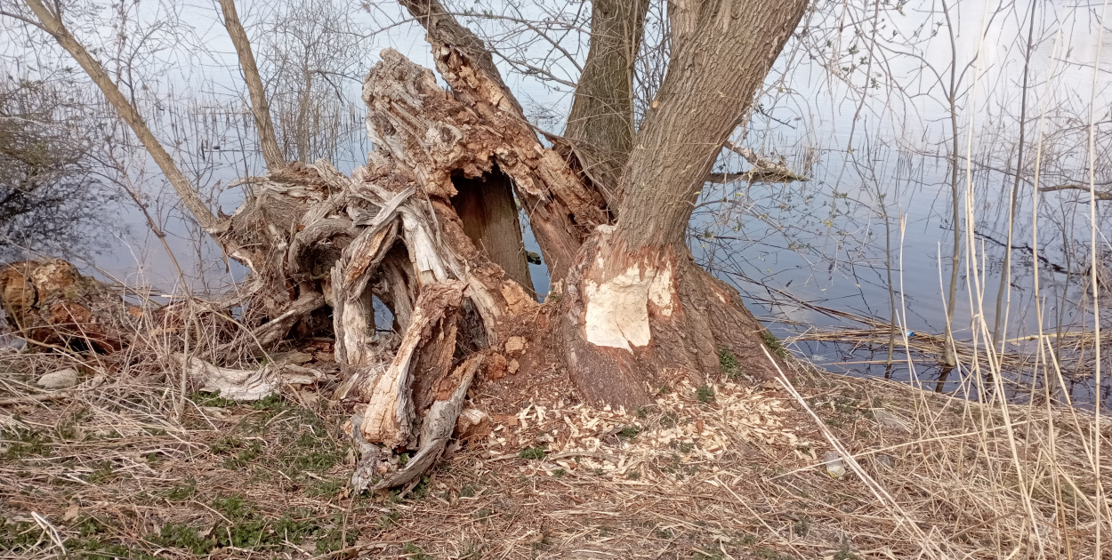 Bobry przejmują Jezioro Zajezierskie. Natura wraca do gry