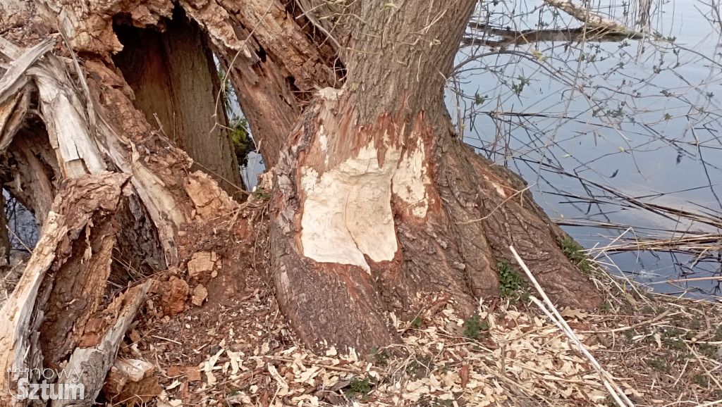 Bobry przejmują Jezioro Zajezierskie. Natura wraca do gry