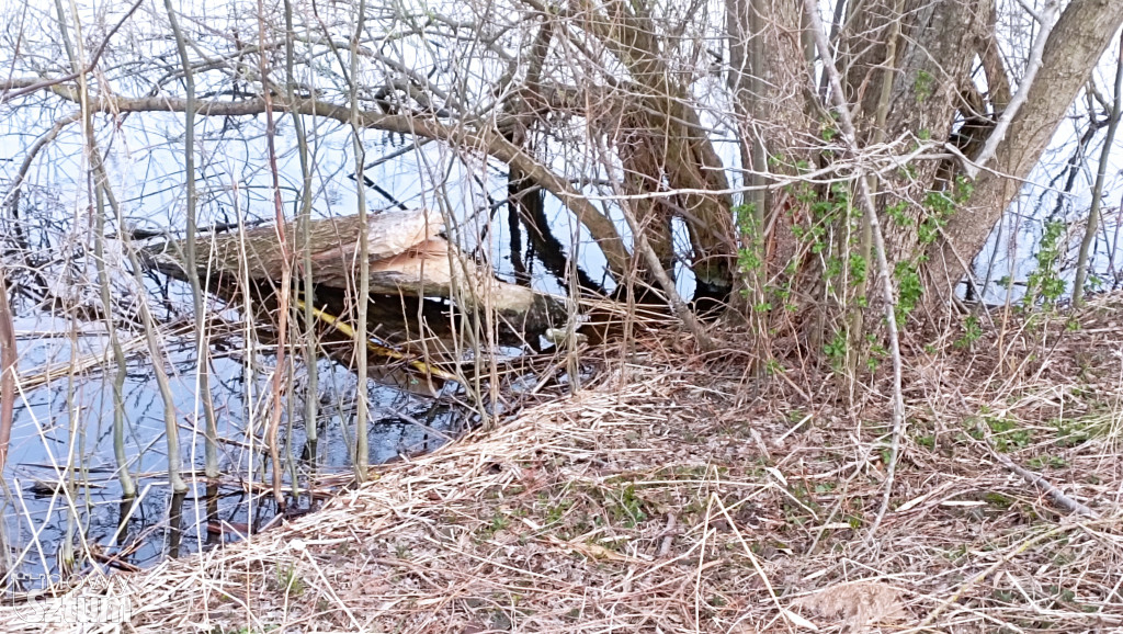 Bobry przejmują Jezioro Zajezierskie. Natura wraca do gry