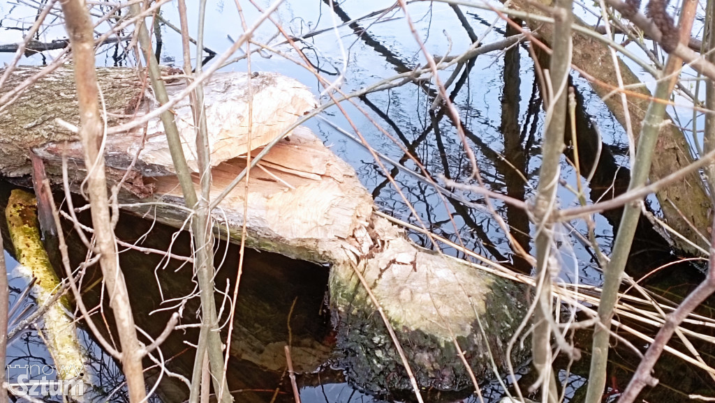 Bobry przejmują Jezioro Zajezierskie. Natura wraca do gry