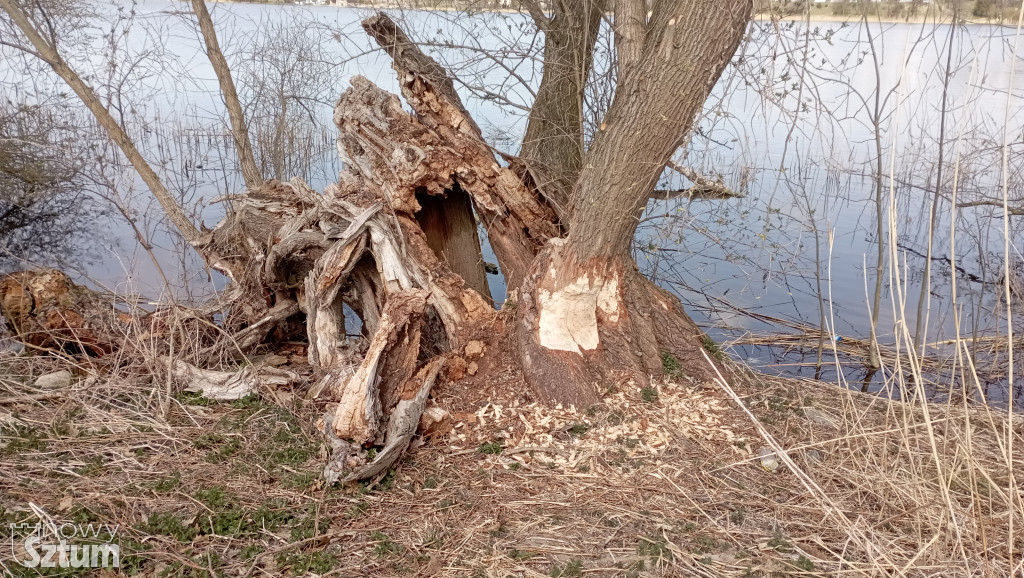 Bobry przejmują Jezioro Zajezierskie. Natura wraca do gry