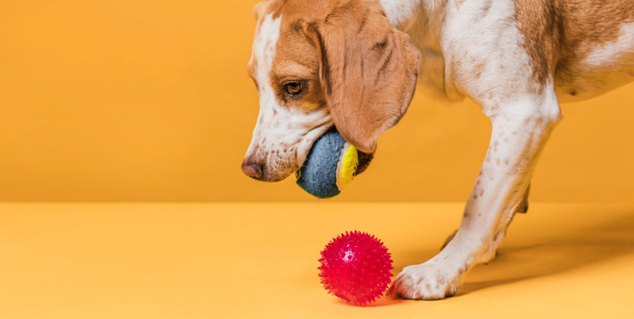 Jakie akcesoria dla psów są niezbędne? 5 MUST HAVE każdego psiarza!