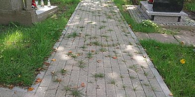 Cud natury czy cud fuszerki? Nowy chodnik na cmentarzu już w zieleni!-12254