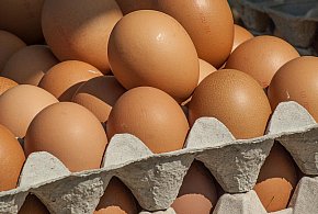 Salmonella wykryta w jajach! GIS wydał pilne ostrzeżenie-13536