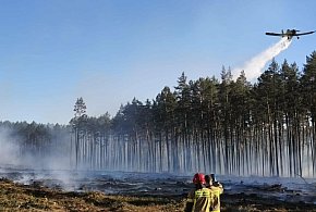 Sztum. Pożar lasu w Witkach płonęło 3,5 hektara
