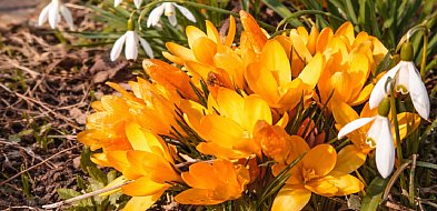 Dziś - pierwszy dzień wiosny