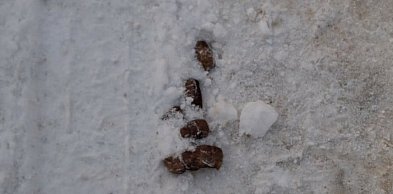 Kupa za kupą - dlaczego nie sprzątamy po psach?