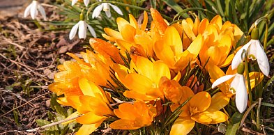 Dziś - pierwszy dzień wiosny