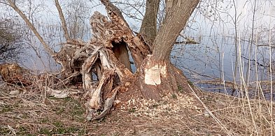 Bobry przejmują Jezioro Zajezierskie. Natura wraca do gry