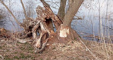 Bobry przejmują Jezioro Zajezierskie. Natura wraca do gry
