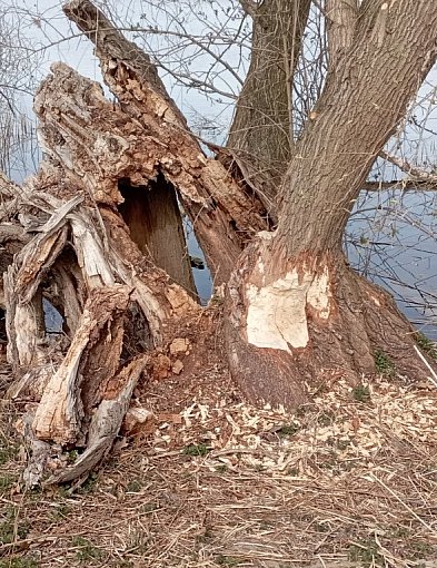 Bobry przejmują Jezioro Zajezierskie. Natura wraca do gry