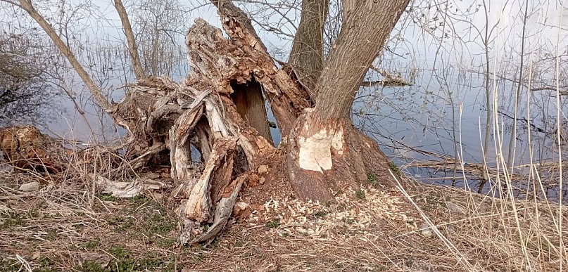 Bobry przejmują Jezioro Zajezierskie. Natura wraca do gry