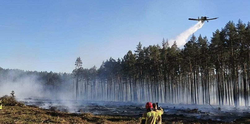 Sztum. Pożar lasu w Witkach płonęło 3,5 hektara