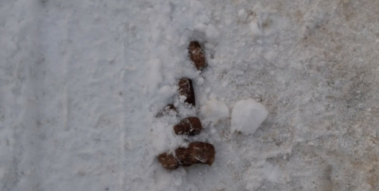 Kupa za kupą - dlaczego nie sprzątamy po psach?